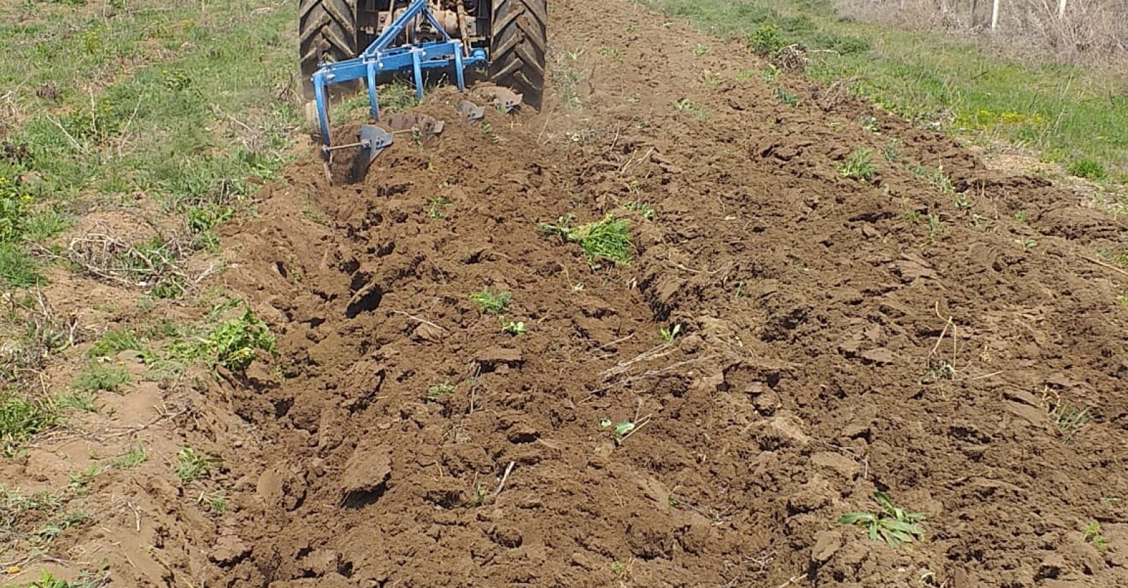 GENÇLERİMİZE BURS OLARAK KAKI SAĞLAYACAK OLAN KUŞÇUALİ MEVKİİNDE BULUNAN TARLAMIZIN EKİMİNE BAŞLADIK.
